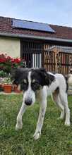 LEVIN, Hund, Mischlingshund in Teugn - Bild 4