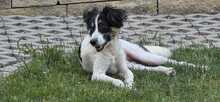 LEVIN, Hund, Mischlingshund in Teugn - Bild 5