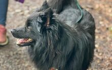 MATS, Hund, Mudi-Mix in Kevelaer - Bild 1