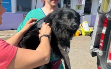MATS, Hund, Mudi-Mix in Kevelaer - Bild 2