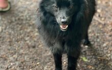 MATS, Hund, Mudi-Mix in Kevelaer - Bild 3