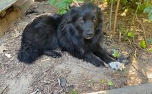 MATS, Hund, Mudi-Mix in Kevelaer - Bild 4