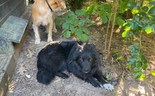 MATS, Hund, Mudi-Mix in Kevelaer - Bild 5