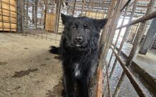 MATS, Hund, Mudi-Mix in Kevelaer - Bild 6