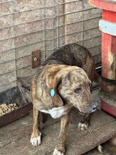 KIRA, Hund, Mischlingshund in Rumänien - Bild 2