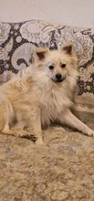 DUMBLEDORE, Hund, Mischlingshund in Rumänien - Bild 1