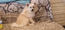 DUMBLEDORE, Hund, Mischlingshund in Rumänien - Bild 2