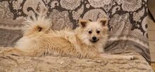 DUMBLEDORE, Hund, Mischlingshund in Rumänien - Bild 3