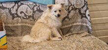 DUMBLEDORE, Hund, Mischlingshund in Rumänien - Bild 4
