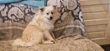 DUMBLEDORE, Hund, Mischlingshund in Rumänien - Bild 5