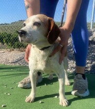 PESKY, Hund, Beagle in Spanien - Bild 1