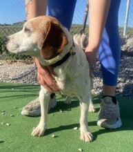 PESKY, Hund, Beagle in Spanien - Bild 2