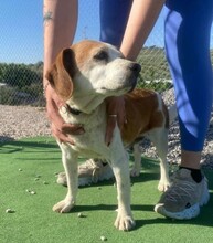 PESKY, Hund, Beagle in Spanien - Bild 3