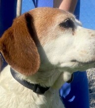 PESKY, Hund, Beagle in Spanien - Bild 4