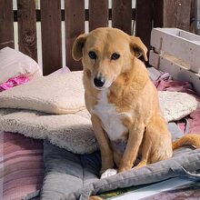 COCO, Hund, Mischlingshund in Rumänien - Bild 1