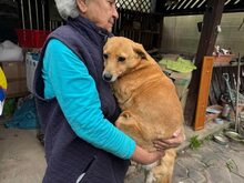 COCO, Hund, Mischlingshund in Rumänien - Bild 3