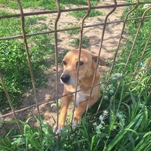 COCO, Hund, Mischlingshund in Rumänien - Bild 4
