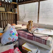 COCO, Hund, Mischlingshund in Rumänien - Bild 5