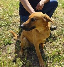 TOBBY, Hund, Mischlingshund in Spanien - Bild 10