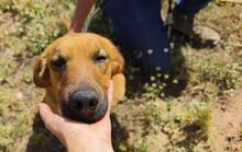 TOBBY, Hund, Mischlingshund in Spanien - Bild 11