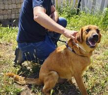 TOBBY, Hund, Mischlingshund in Spanien - Bild 12