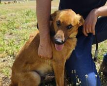TOBBY, Hund, Mischlingshund in Spanien - Bild 13