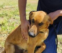 TOBBY, Hund, Mischlingshund in Spanien - Bild 14