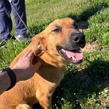 TOBBY, Hund, Mischlingshund in Spanien - Bild 2