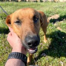 TOBBY, Hund, Mischlingshund in Spanien - Bild 3