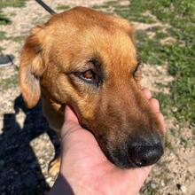 TOBBY, Hund, Mischlingshund in Spanien - Bild 5