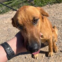 TOBBY, Hund, Mischlingshund in Spanien - Bild 6