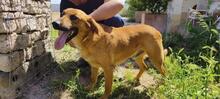 TOBBY, Hund, Mischlingshund in Spanien - Bild 7