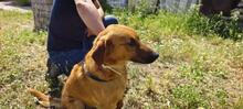 TOBBY, Hund, Mischlingshund in Spanien - Bild 8