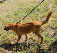 TOBBY, Hund, Mischlingshund in Spanien - Bild 9