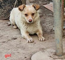 EKI, Hund, Mischlingshund in Rumänien - Bild 2