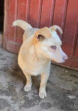 EKI, Hund, Mischlingshund in Rumänien - Bild 3