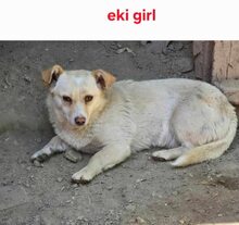 EKI, Hund, Mischlingshund in Rumänien - Bild 4