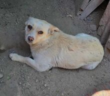 EKI, Hund, Mischlingshund in Rumänien - Bild 5