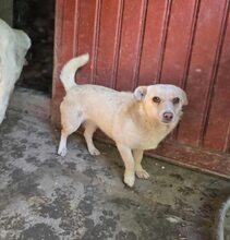 EKI, Hund, Mischlingshund in Rumänien - Bild 6
