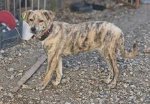 ZAYA, Hund, Mischlingshund in Rumänien - Bild 1