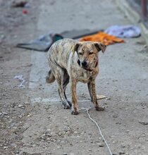 ZAYA, Hund, Mischlingshund in Rumänien - Bild 2