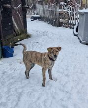 ZAYA, Hund, Mischlingshund in Rumänien - Bild 3