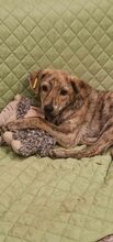 ZAYA, Hund, Mischlingshund in Rumänien - Bild 4