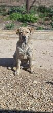 ZAYA, Hund, Mischlingshund in Rumänien - Bild 5