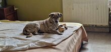 ZAYA, Hund, Mischlingshund in Rumänien - Bild 6