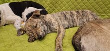 ZAYA, Hund, Mischlingshund in Rumänien - Bild 7