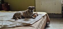 ZAYA, Hund, Mischlingshund in Rumänien - Bild 8