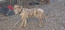 ZAYA, Hund, Mischlingshund in Rumänien - Bild 9