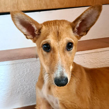 COPPI, Hund, Podenco-Mix in Spanien - Bild 1