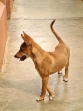 COPPI, Hund, Podenco-Mix in Spanien - Bild 10